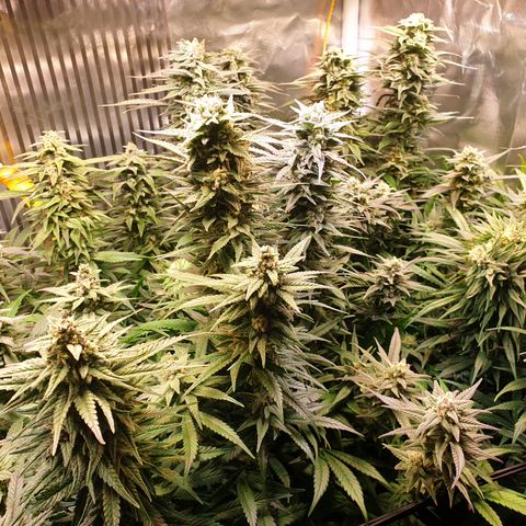 Watermelon Zkittlez growlog timeline photo