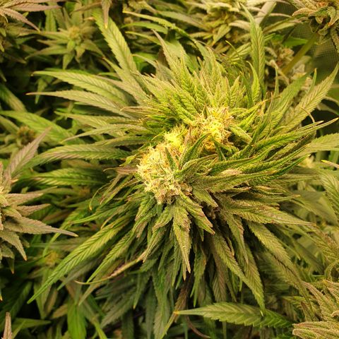 Watermelon Zkittlez growlog timeline photo