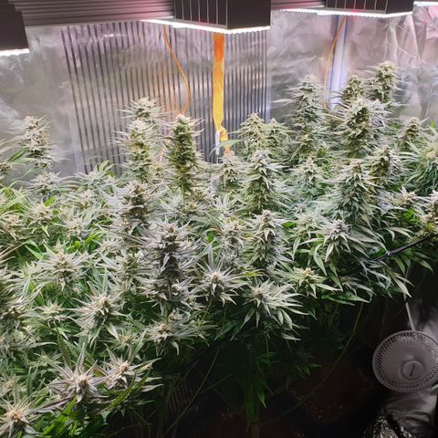 Watermelon Zkittlez growlog timeline photo