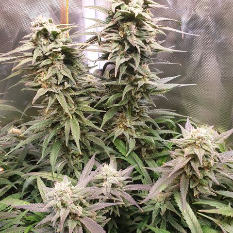 Watermelon Zkittlez growlog timeline photo