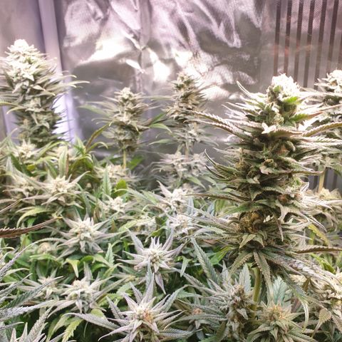 Watermelon Zkittlez growlog timeline photo