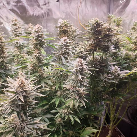 Runtz growlog timeline photo