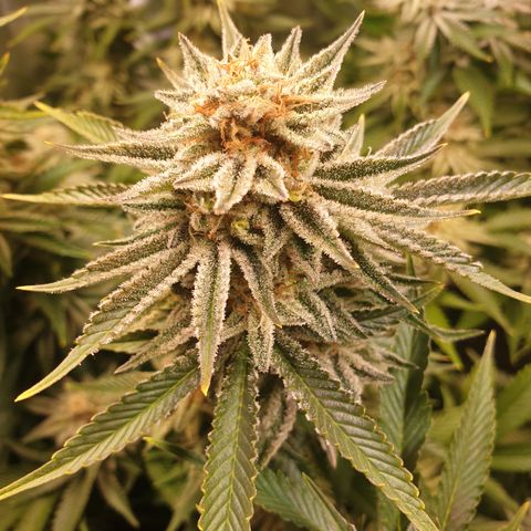 Runtz growlog timeline photo