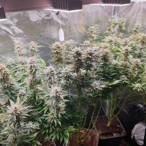 Runtz growlog timeline photo