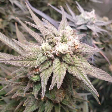 Watermelon Zkittlez growlog timeline photo