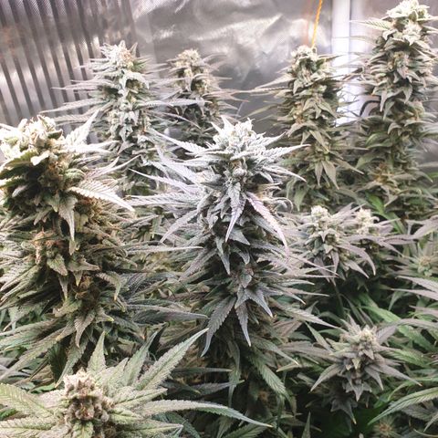 Watermelon Zkittlez growlog timeline photo