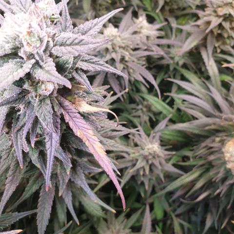 Watermelon Zkittlez growlog timeline photo