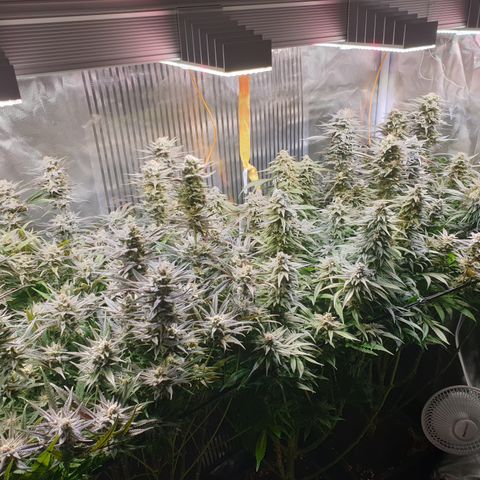 Watermelon Zkittlez growlog timeline photo