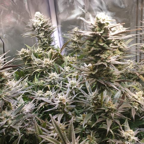 Watermelon Zkittlez growlog timeline photo