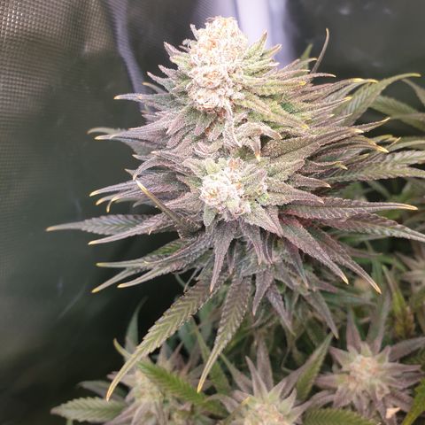 Watermelon Zkittlez growlog timeline photo
