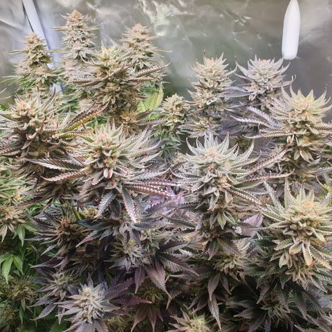 Runtz growlog timeline photo