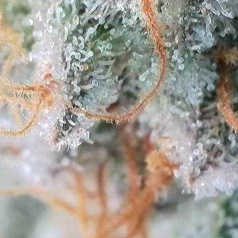 Runtz growlog timeline photo
