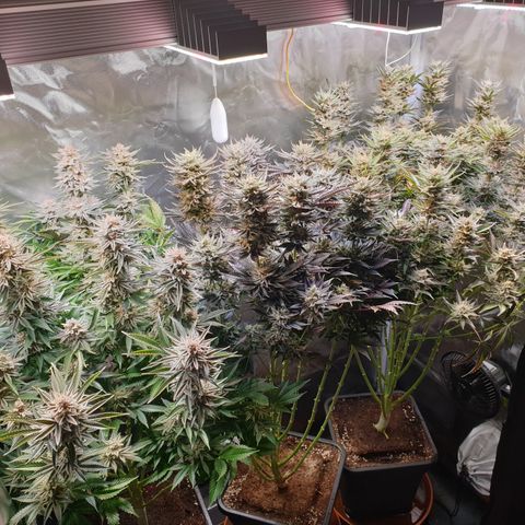 Runtz growlog timeline photo