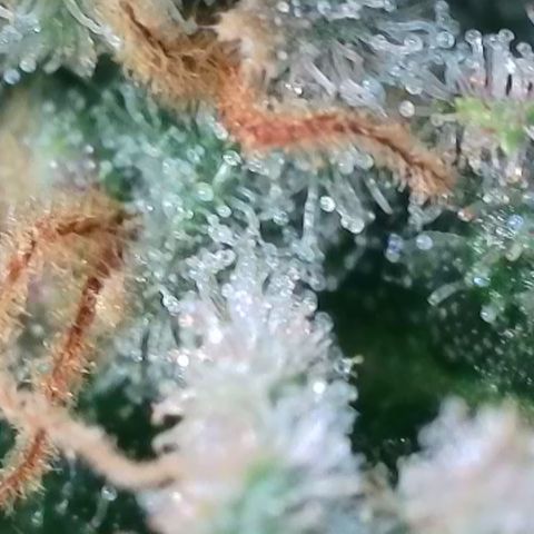 Runtz growlog timeline photo