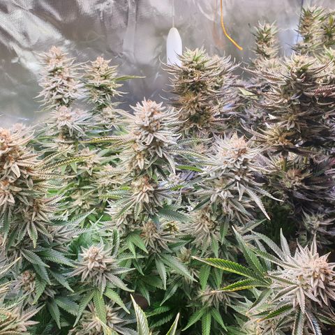 Runtz growlog timeline photo