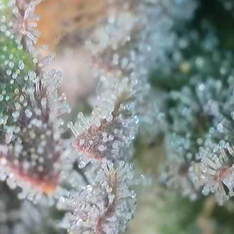 Runtz growlog timeline photo
