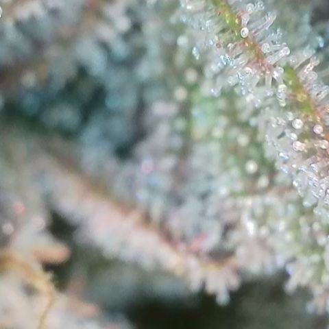 Runtz growlog timeline photo