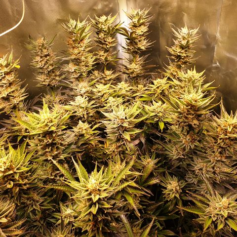 Runtz growlog timeline photo