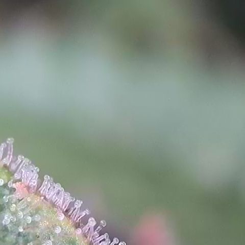 Runtz growlog timeline photo