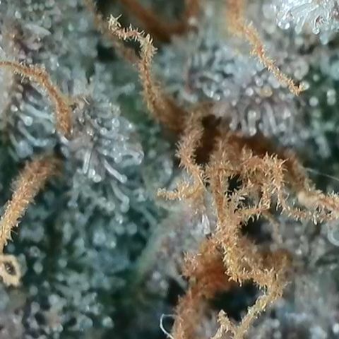 Runtz growlog timeline photo