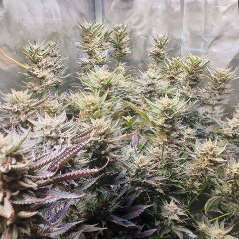 Runtz growlog timeline photo