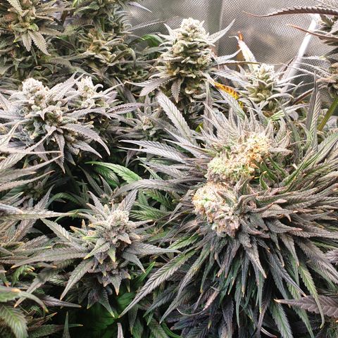 Watermelon Zkittlez growlog timeline photo