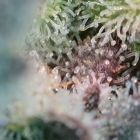 Watermelon Zkittlez growlog timeline photo