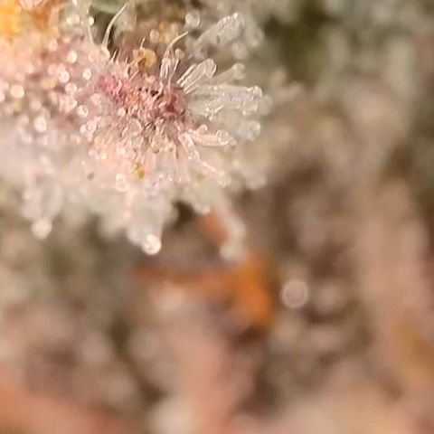 Watermelon Zkittlez growlog timeline photo