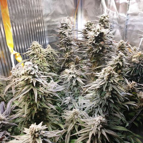 Watermelon Zkittlez growlog timeline photo