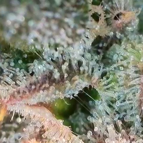 Watermelon Zkittlez growlog timeline photo