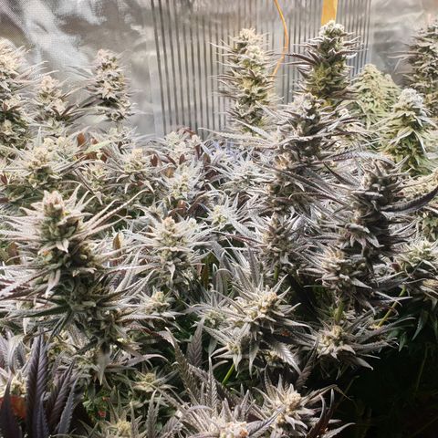 Watermelon Zkittlez growlog timeline photo