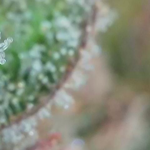 Watermelon Zkittlez growlog timeline photo
