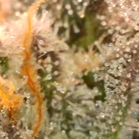 Watermelon Zkittlez growlog timeline photo