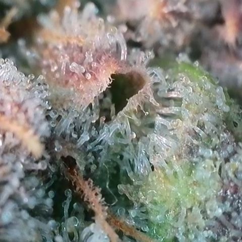 Watermelon Zkittlez growlog timeline photo