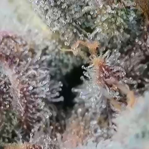 Watermelon Zkittlez growlog timeline photo