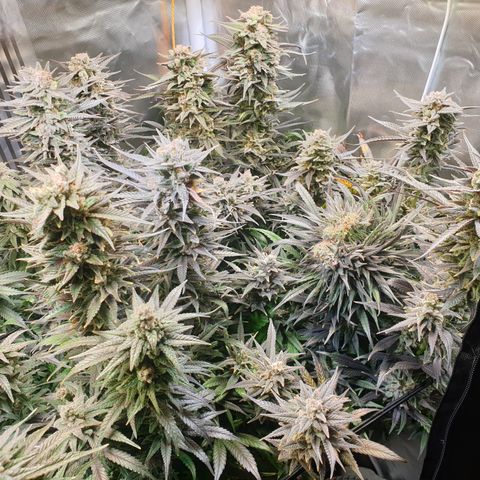 Watermelon Zkittlez growlog timeline photo