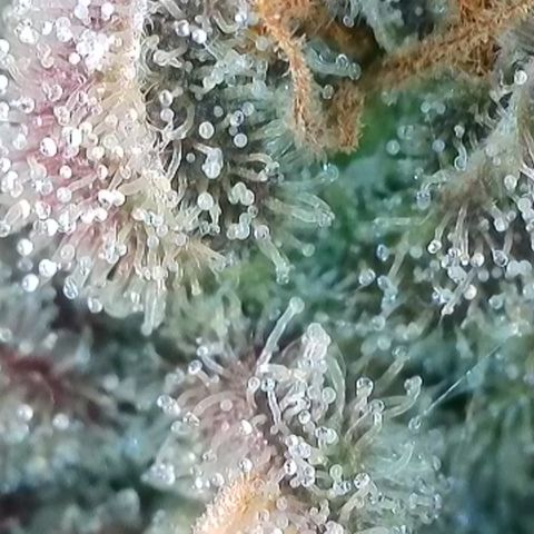 Watermelon Zkittlez growlog timeline photo