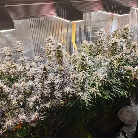 Watermelon Zkittlez growlog timeline photo