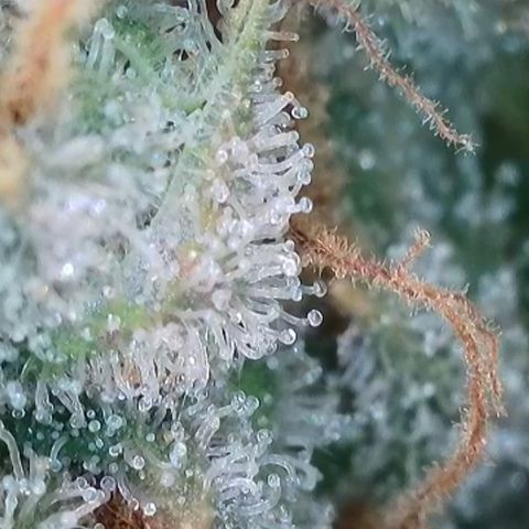 Runtz growlog timeline photo