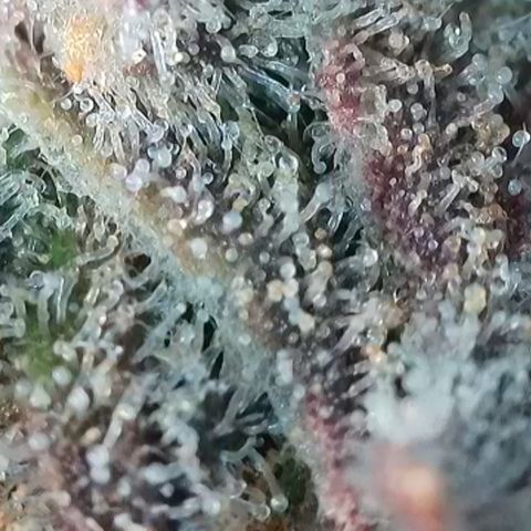 Watermelon Zkittlez growlog timeline photo
