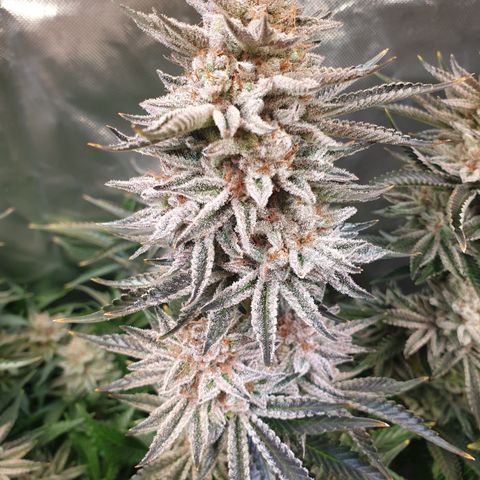 Runtz growlog timeline photo
