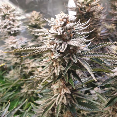 Runtz growlog timeline photo