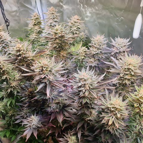 Runtz growlog timeline photo