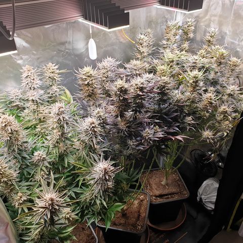 Runtz growlog timeline photo
