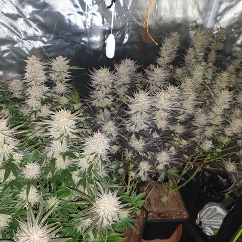 Runtz growlog timeline photo