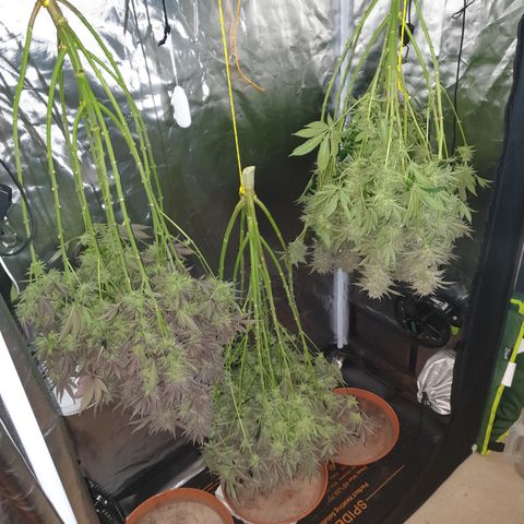 Runtz growlog timeline photo