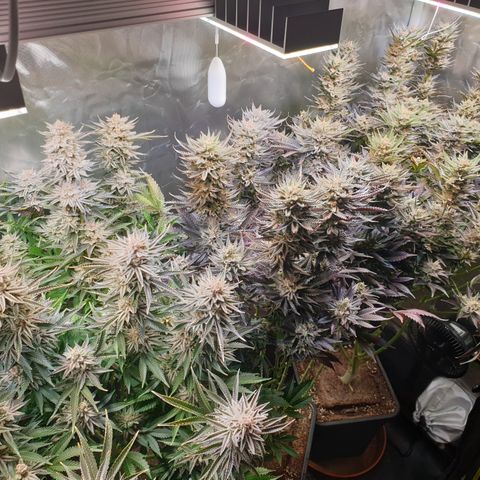 Runtz growlog timeline photo