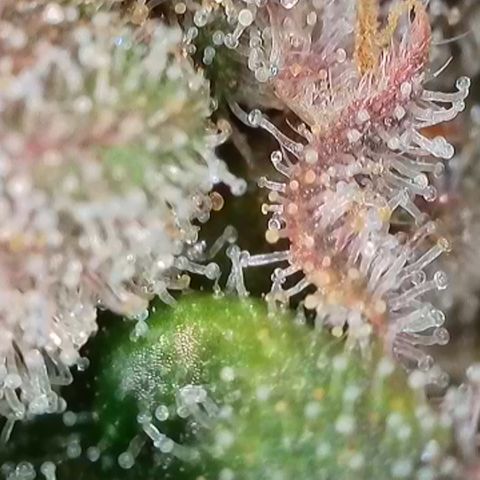 Runtz growlog timeline photo
