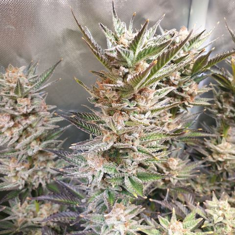 Runtz growlog timeline photo