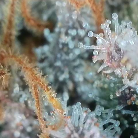 Runtz growlog timeline photo